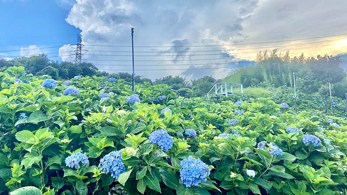 高家繡球花田第三園區內2022年花況
