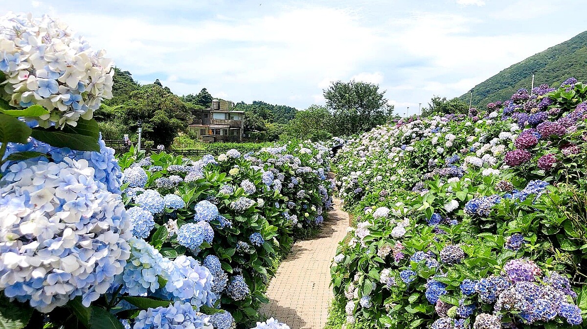 高家繡球花田第三園區內2022年花況