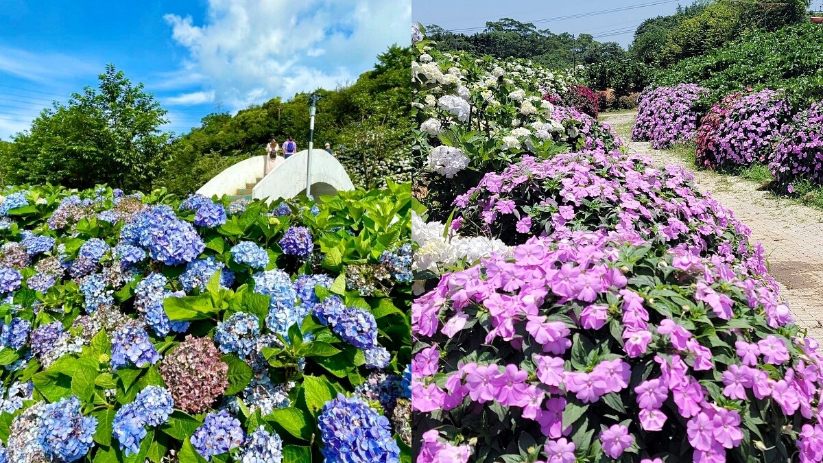 高家繡球花田第三園區內2022年花況