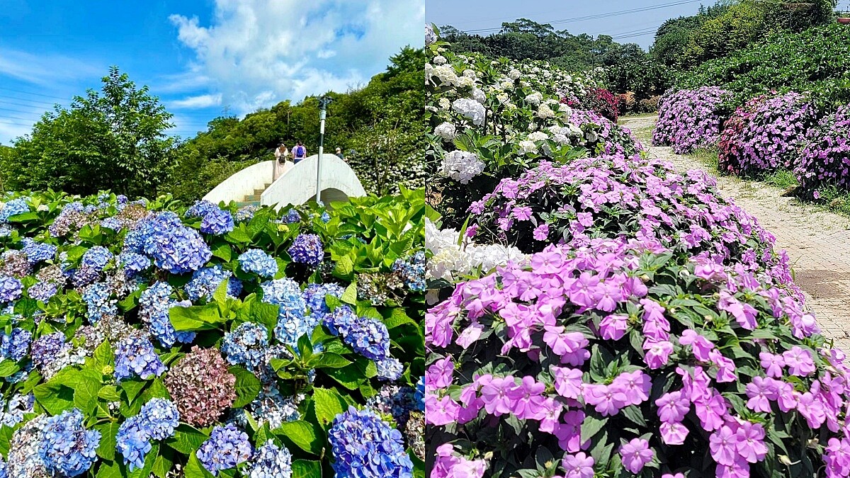 高家繡球花田第三園區內2022年花況