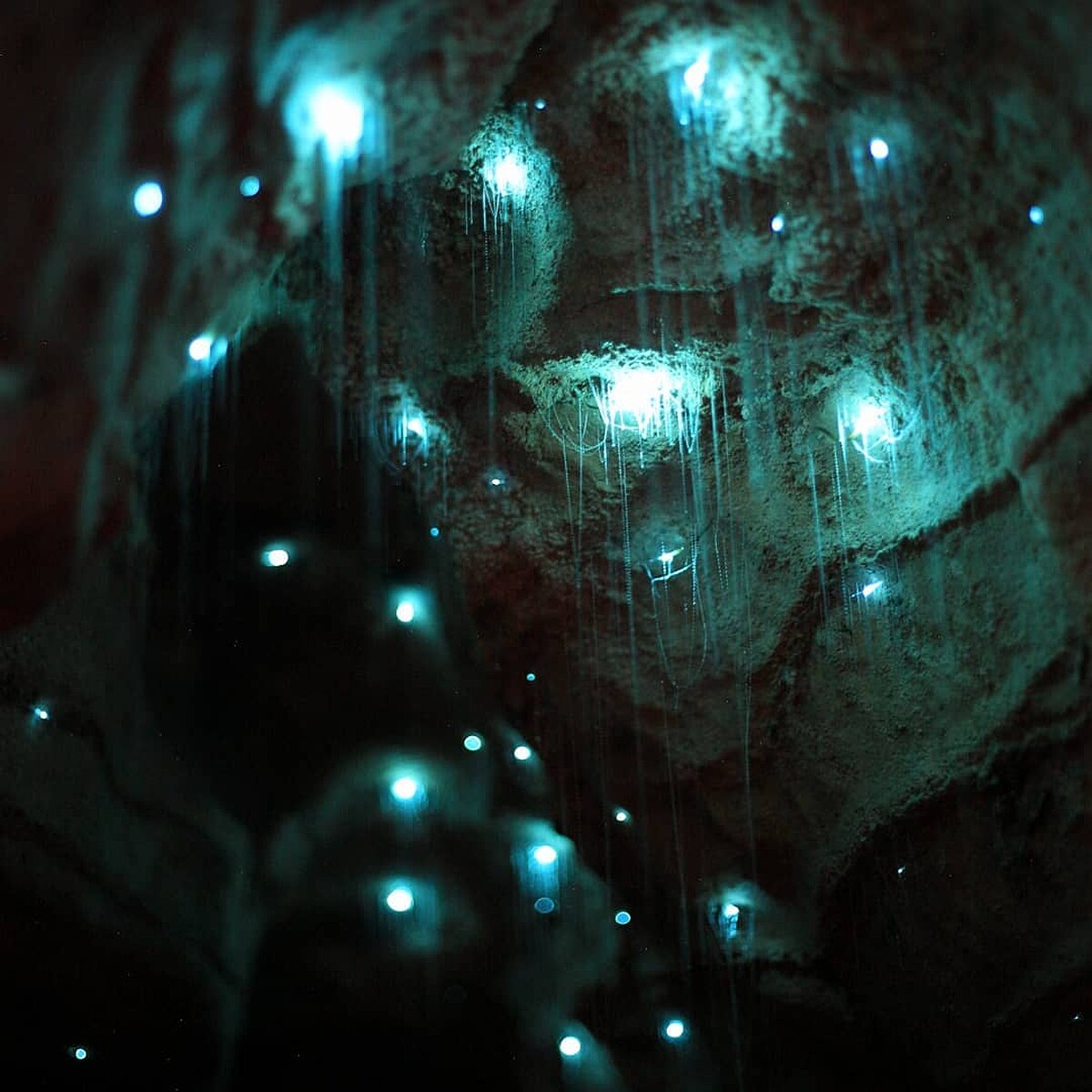 著名的藍光螢火蟲洞穴。