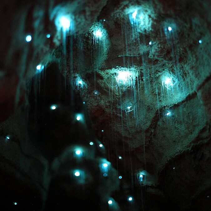 著名的藍光螢火蟲洞穴。
