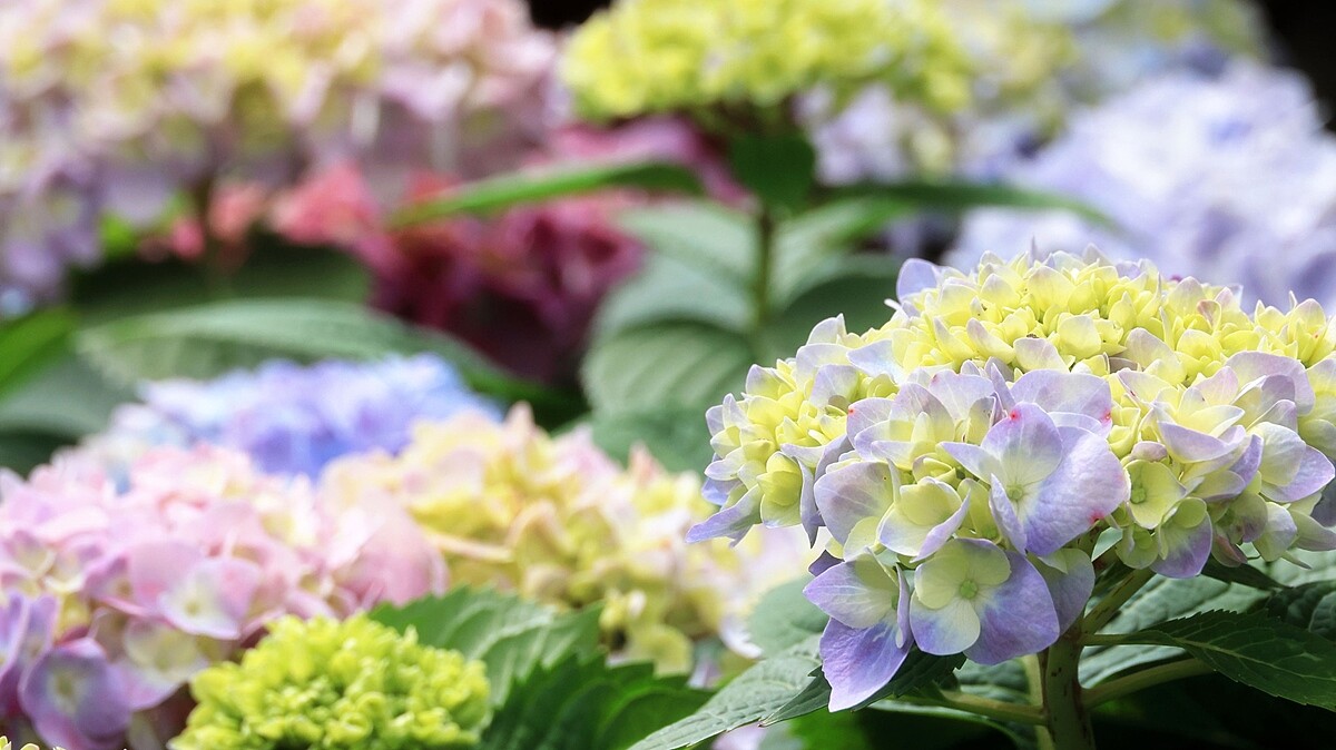 「名陽匍休閒農莊」繡球花初綻放