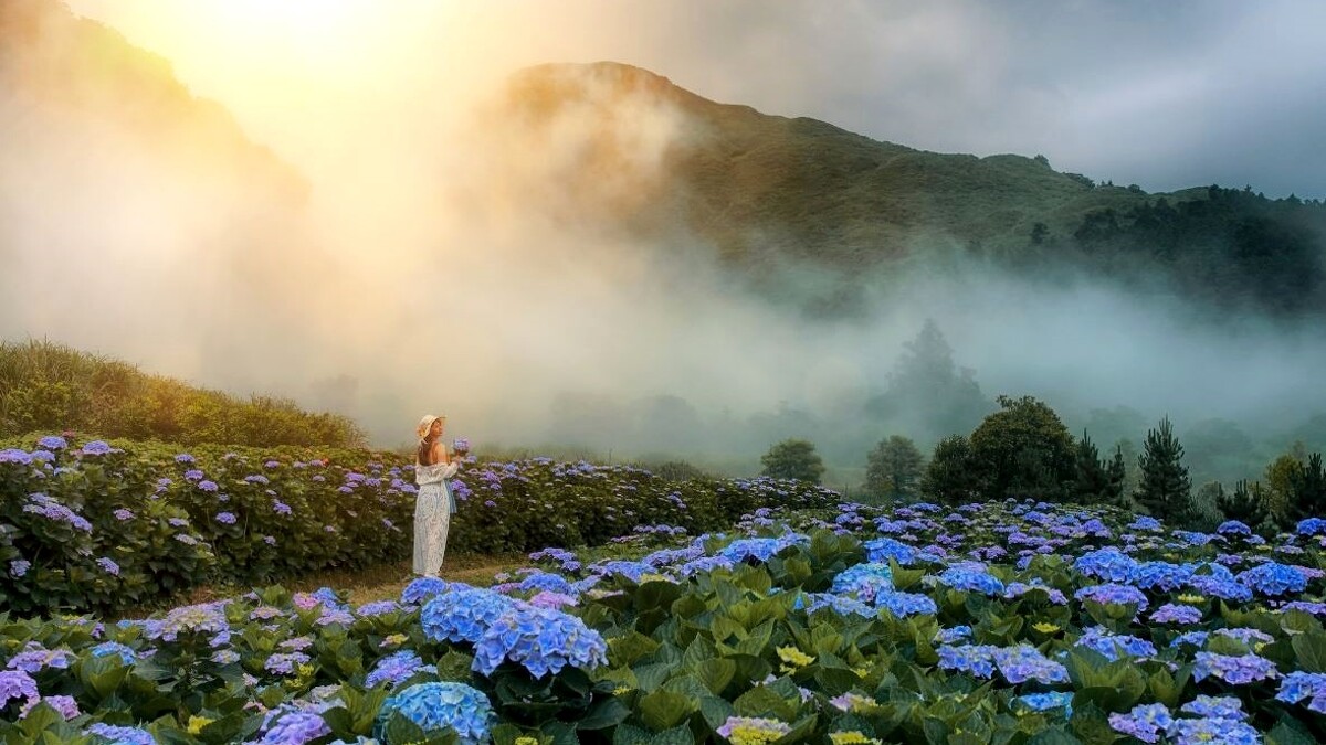 竹子湖繡球花季絕美畫面！