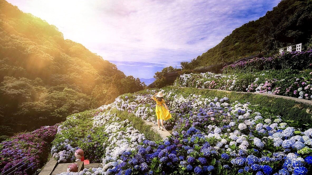 竹子湖繡球花季絕美畫面！