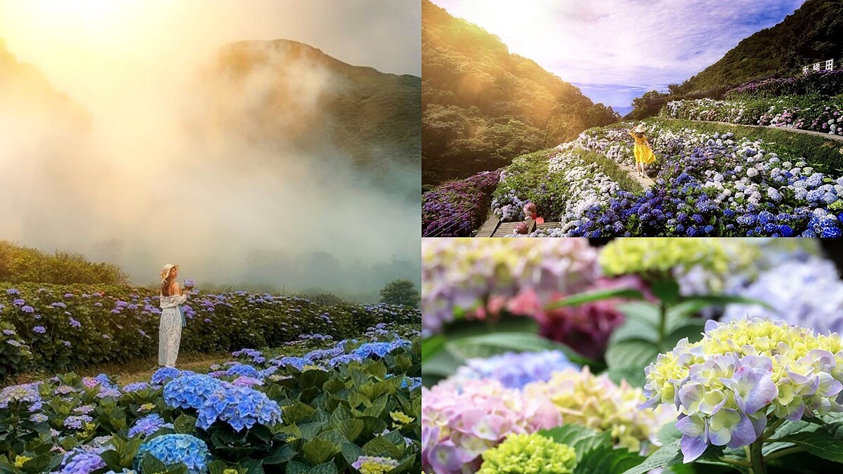 2023竹子湖繡球花季來了！七大農園美照拍不完、一日遊時間快筆記