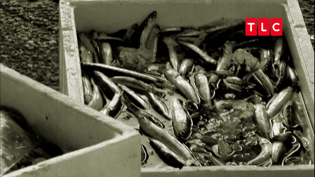 袧魚是一種相貌醜陋又多刺的小魚，不適合食用卻適合拿來熬煮美味高湯。