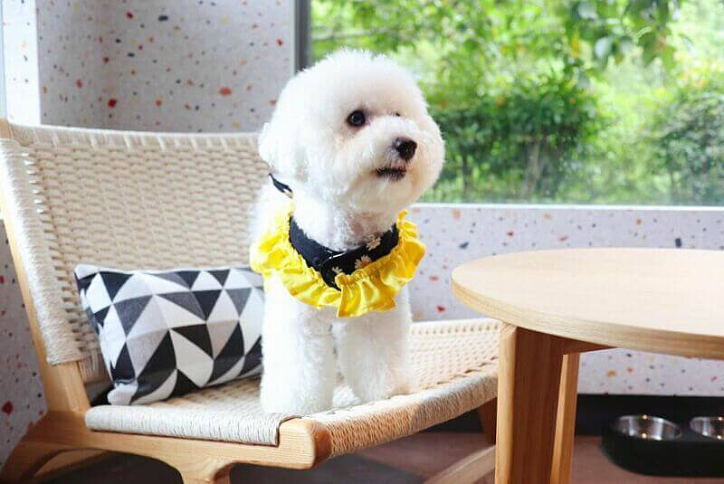 圖／@bibichi.bichon
