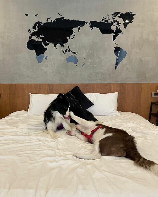 圖／@bordercollie_autumn_kuri