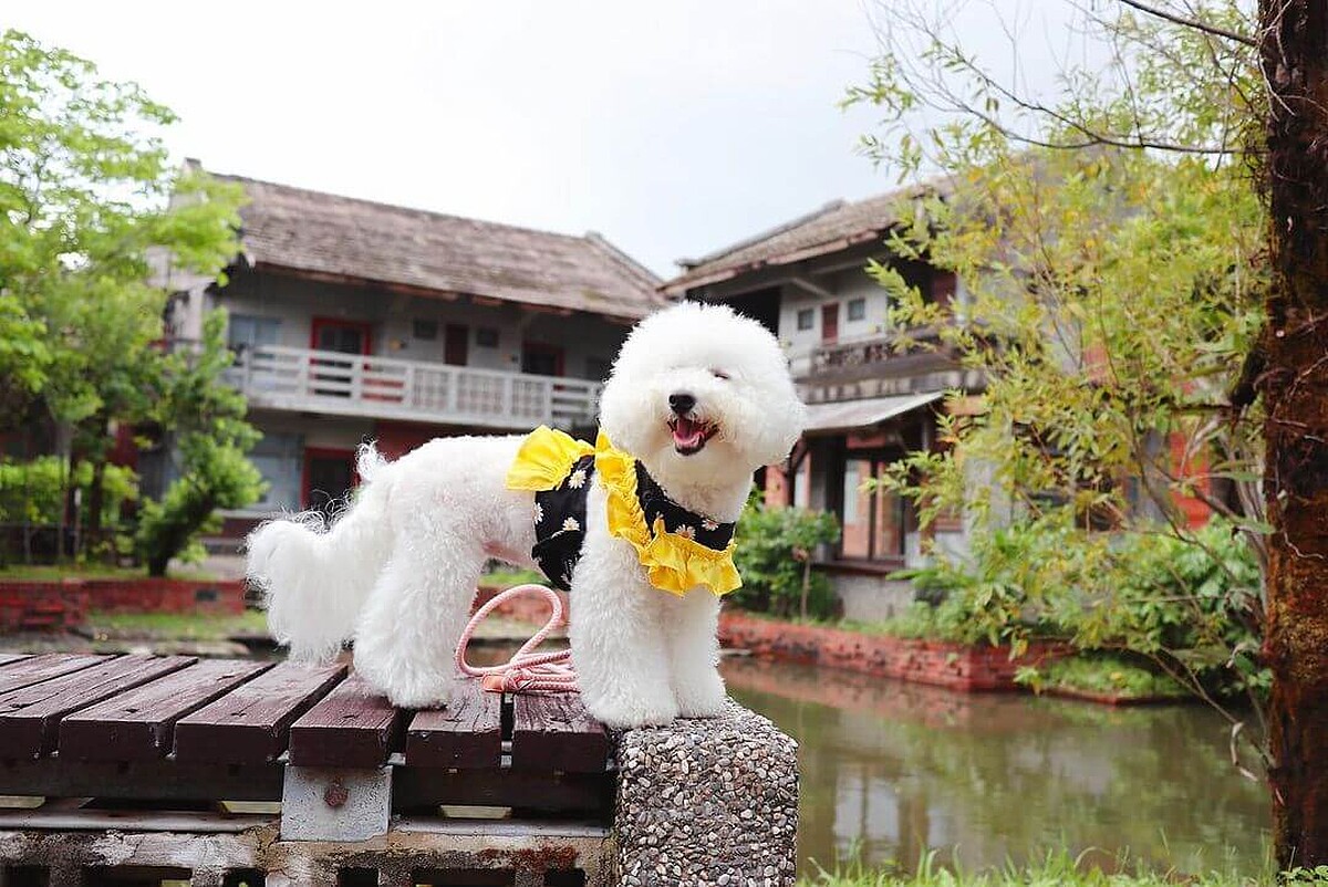 圖／@bibichi.bichon