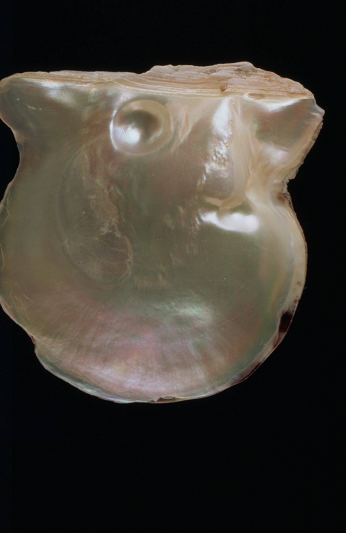 1893年御木本幸吉先生成功養殖的第一顆半圓真珠