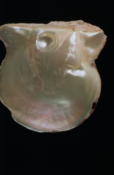 1893年御木本幸吉先生成功養殖的第一顆半圓真珠