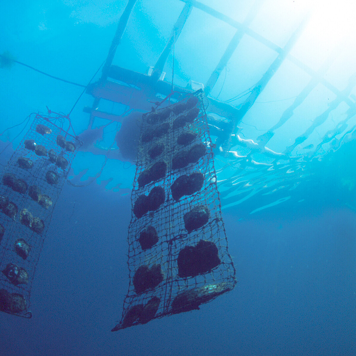 海洋永續是 MIKIMOTO 重要課題