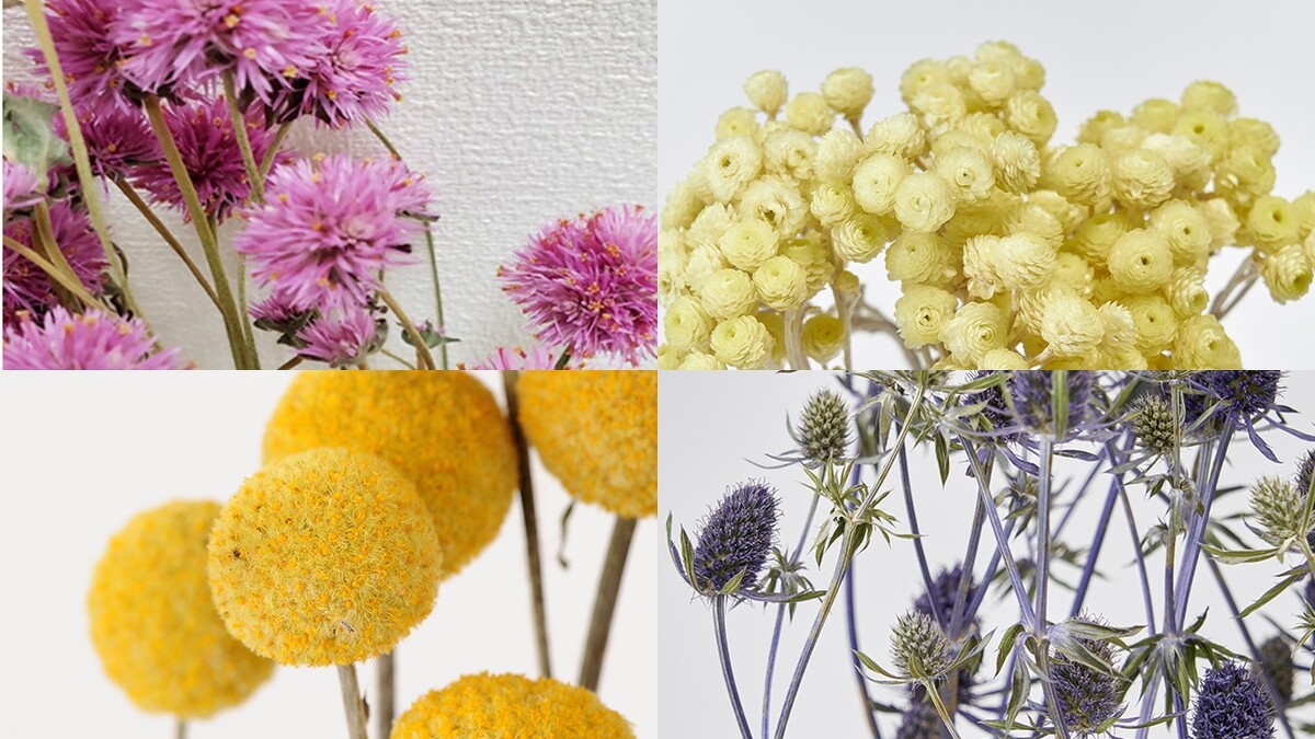 會販售8種乾燥花，包括千日紅、尤加利、刺芹、金槌花、蠟菊