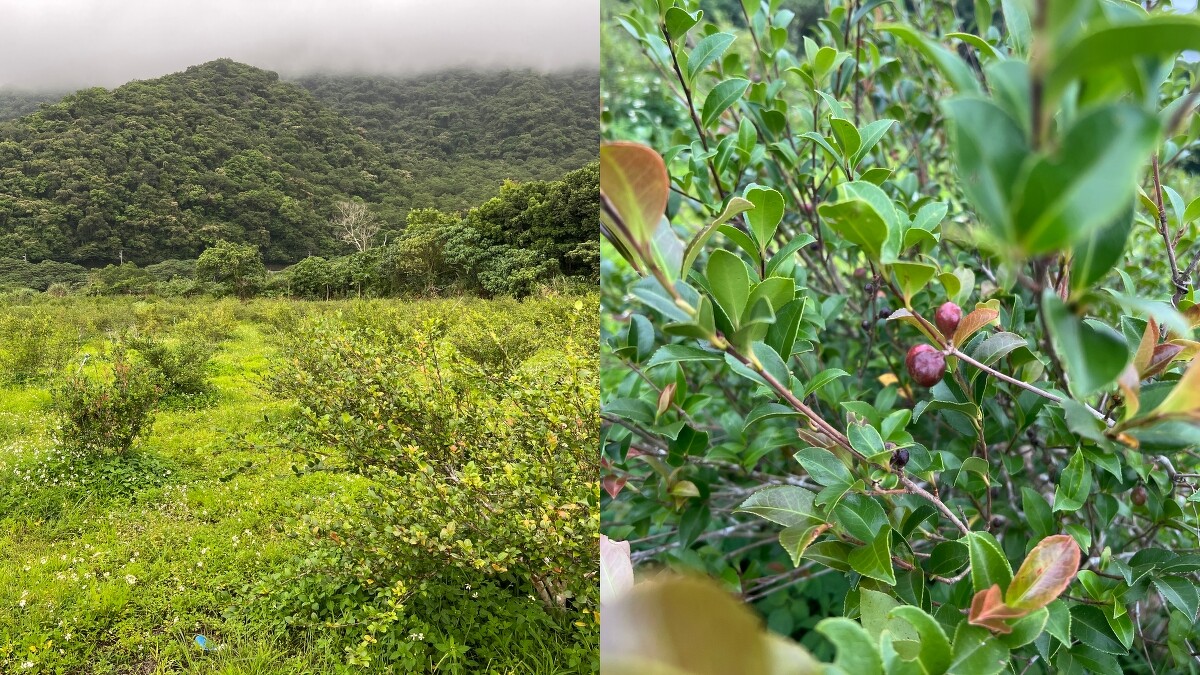 茶籽堂在宜蘭南澳朝陽社區的契作苦茶樹農地。