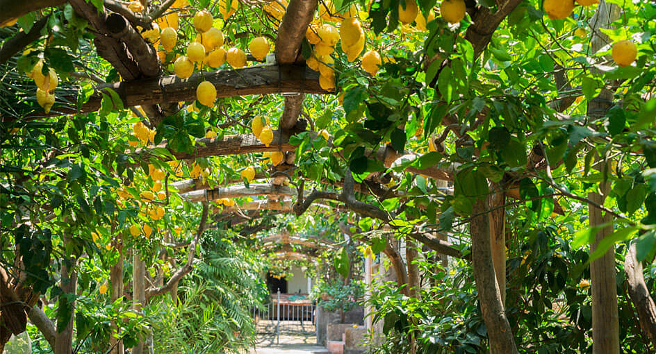 酒店園區有安靜的檸檬樹林。