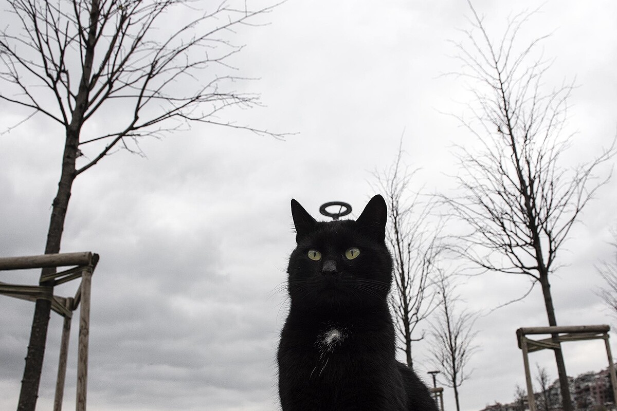 Serkan Tekin - Black Angel