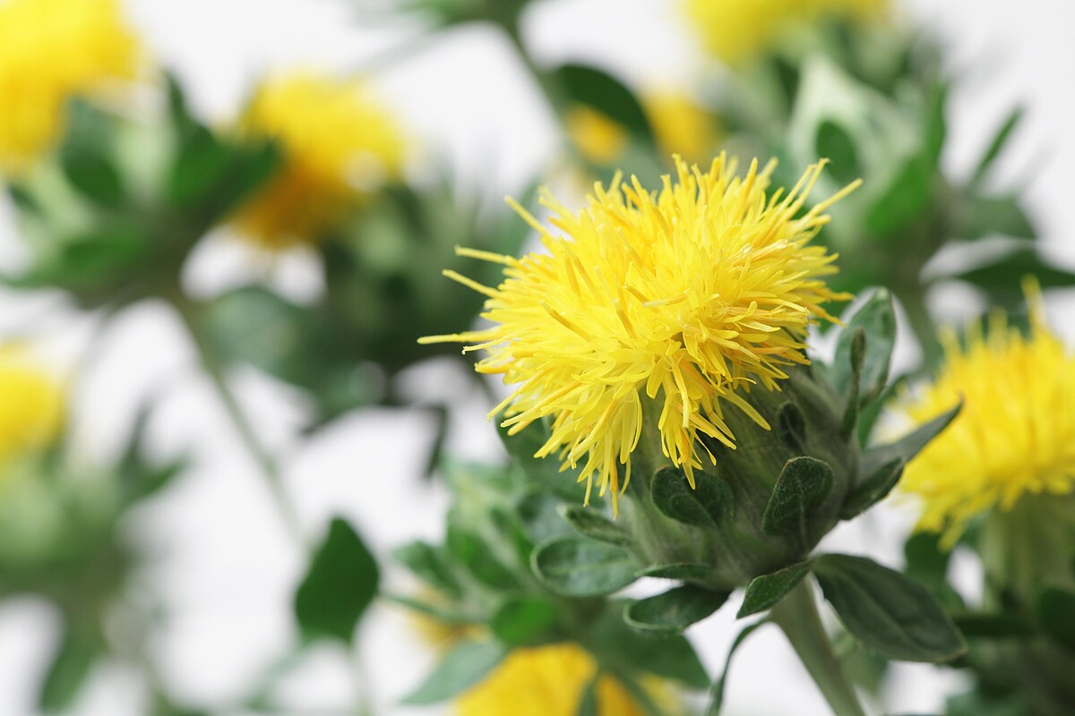 全新抗老關鍵 &mdash;「金黃賦活雙花精萃」紅花精萃
