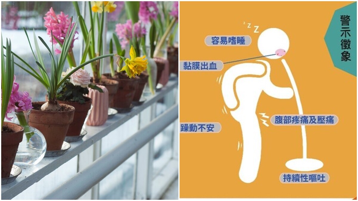 隔3年北市首例本土登革熱出現！登革熱會傳染嗎？3招防治登革熱！警示症狀、治療藥物、滅蚊方式一次看