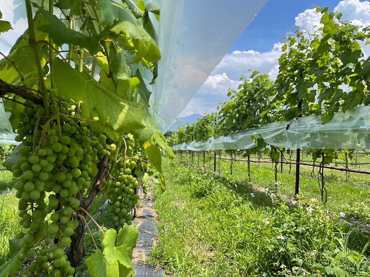 威石東是台灣少數的在地酒莊。