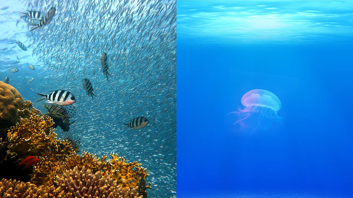 日本福島核廢水排放安全嗎？海鮮還能不能吃？台灣三大因應措施一次看