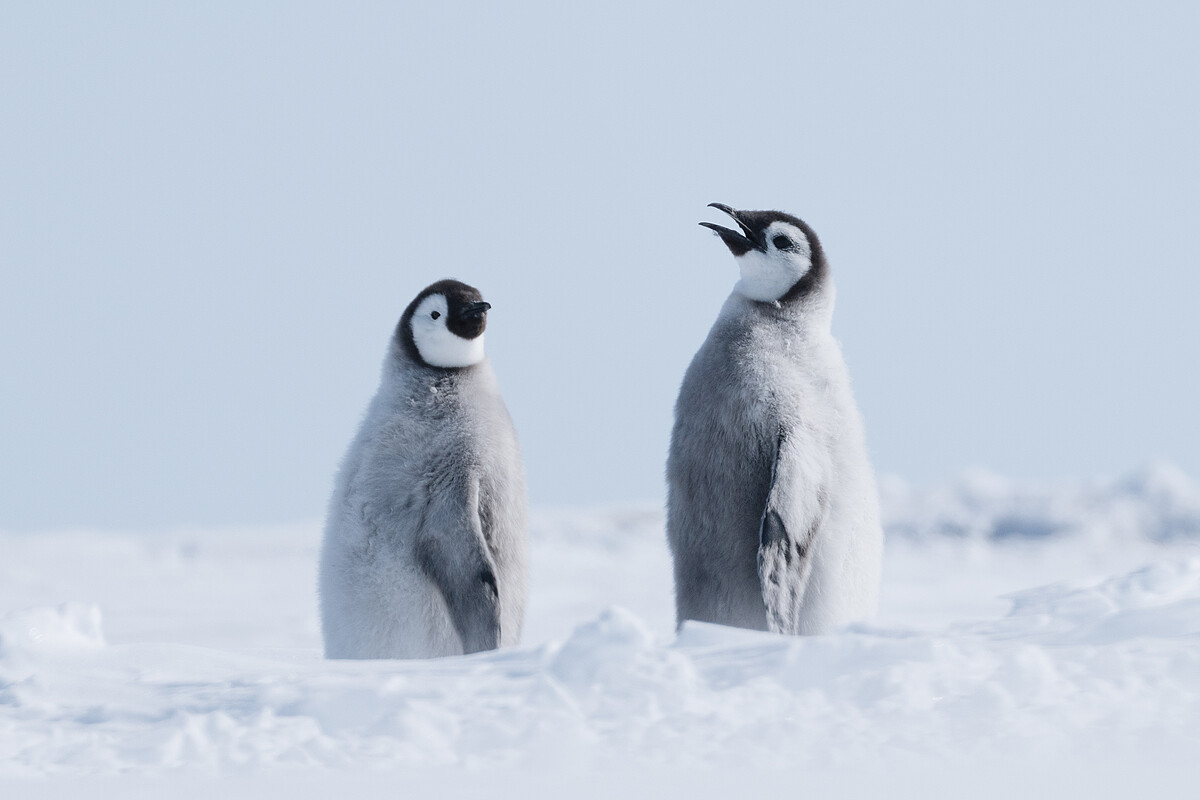 White Desert, Ultimate Antarctica 