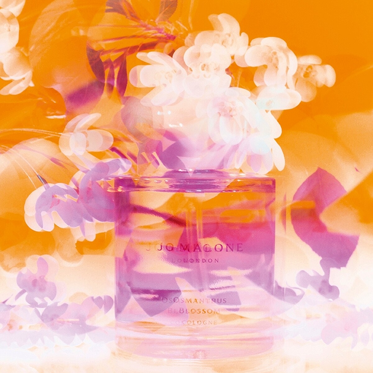 Jo Malone London 2023東方花園系列桂花香水形象圖。
