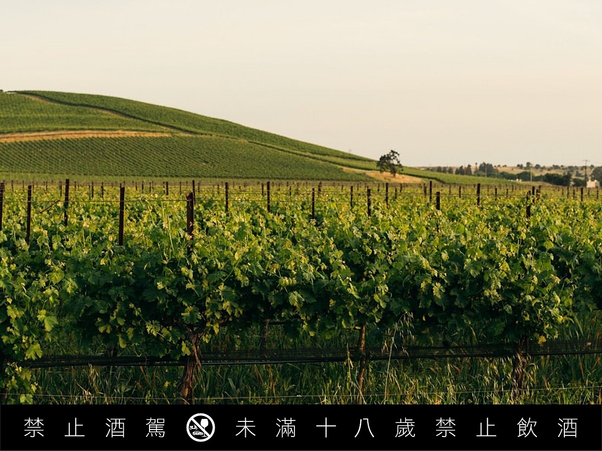 喬費普先生認為「沒有最好的品種，只有最好的品質」。