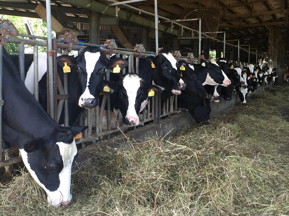 乳酪的乳源其實相當少。