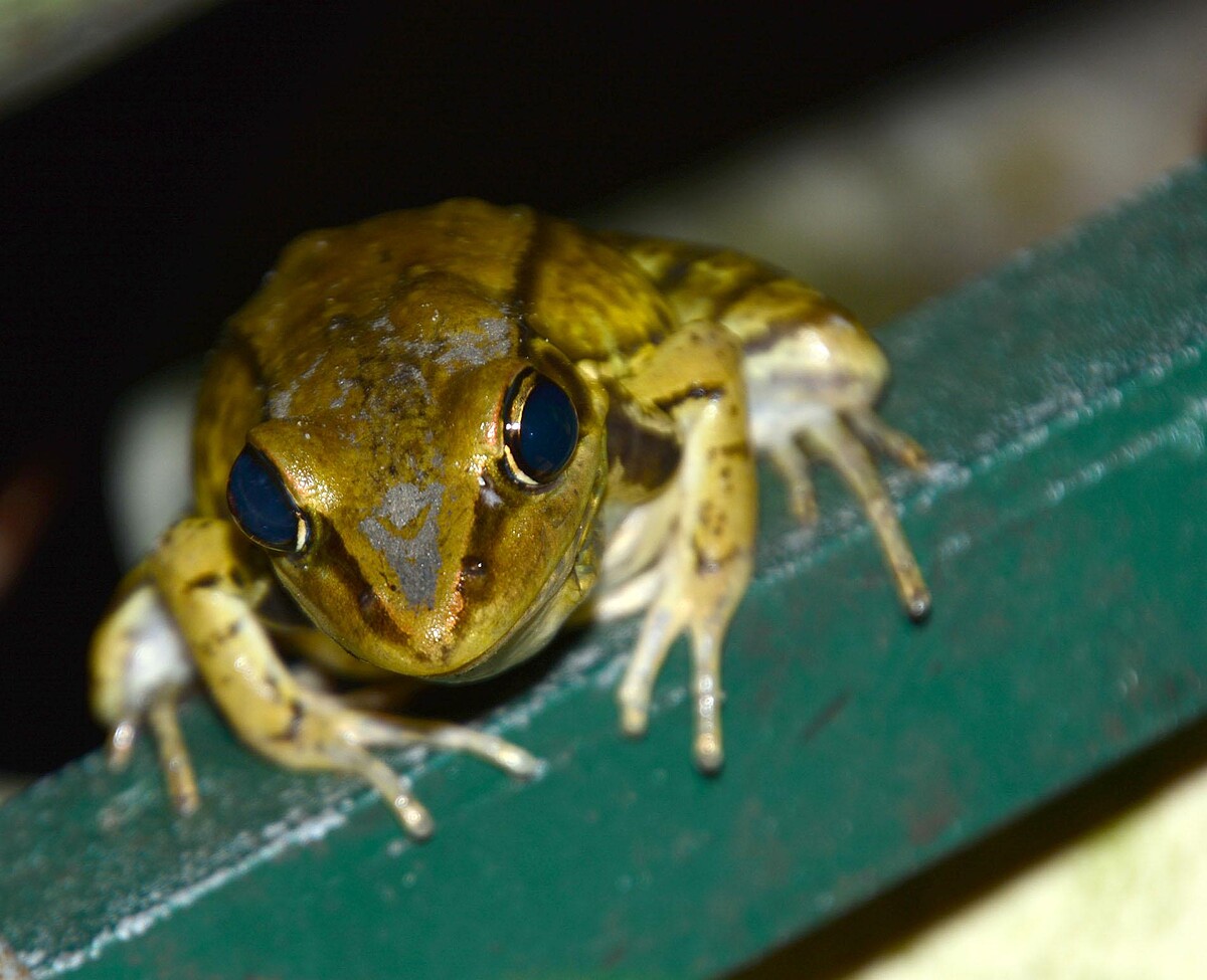 2023原創基地節白晝星光場_松菸生態夜觀示意照 照片來源：芝山文化生態綠園