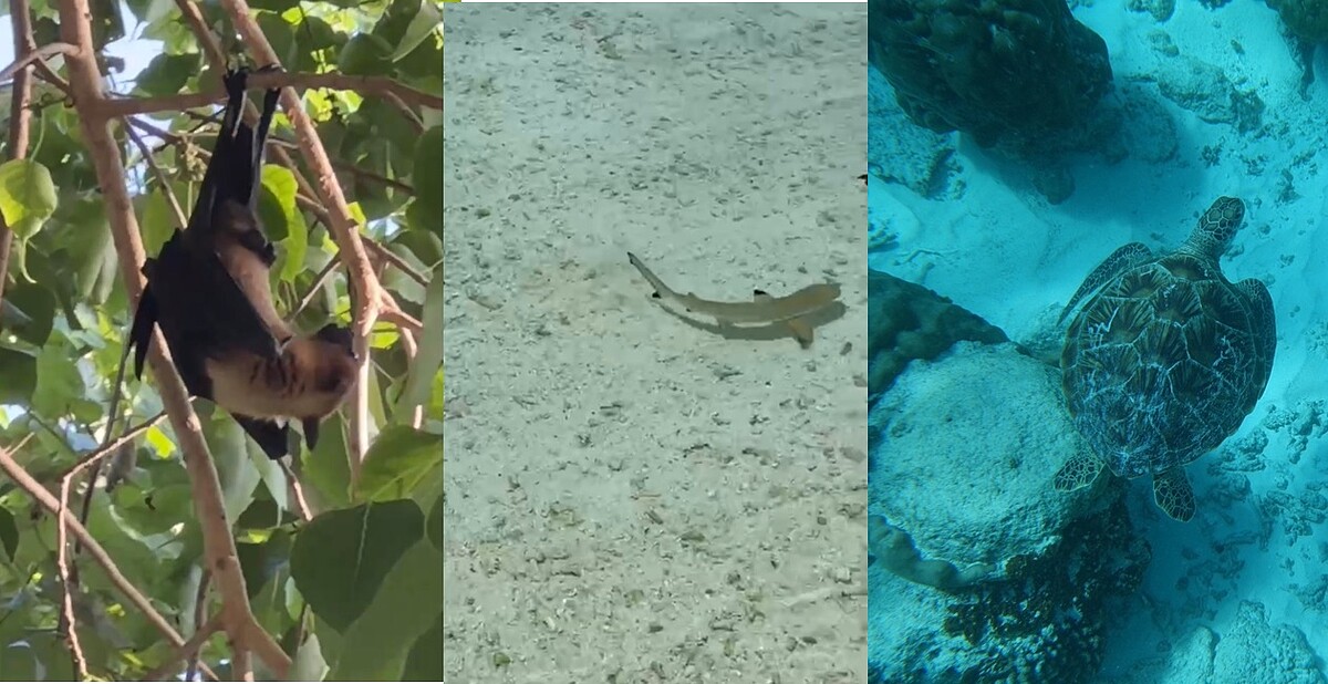 (圖片來源：stars @IG)