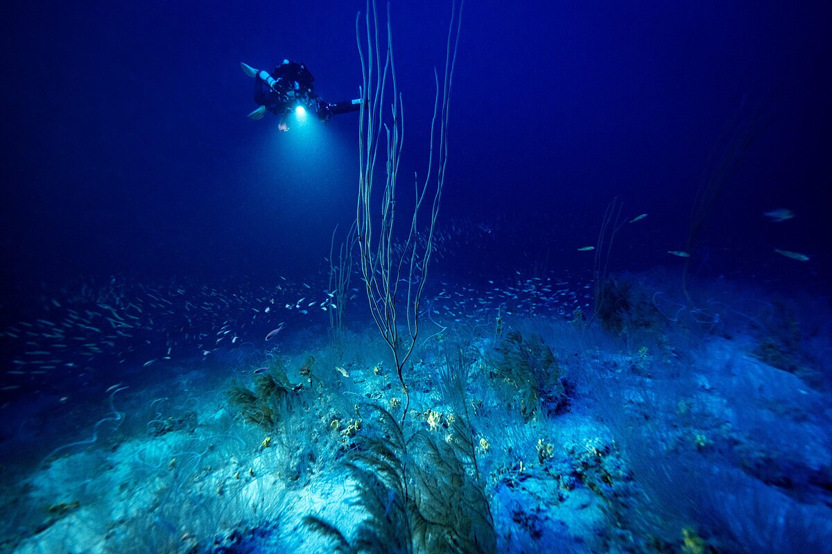 「極地之下」的「深海生物」計劃中，科研考察團隊需潛入30至200米深的中光層或暮光區（twilight zone）。這亦是陽光在水底所能抵達的最深之處。在此，團隊收集沉積物，計算魚類數量，並拍攝照片及影片。&copy; Under The Pole／Franck Gazzola