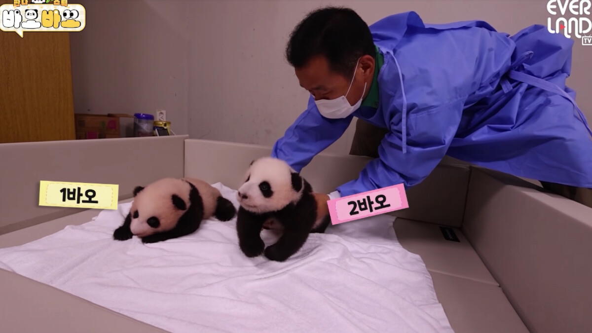 姜爺爺照顧雙胞胎孫女。