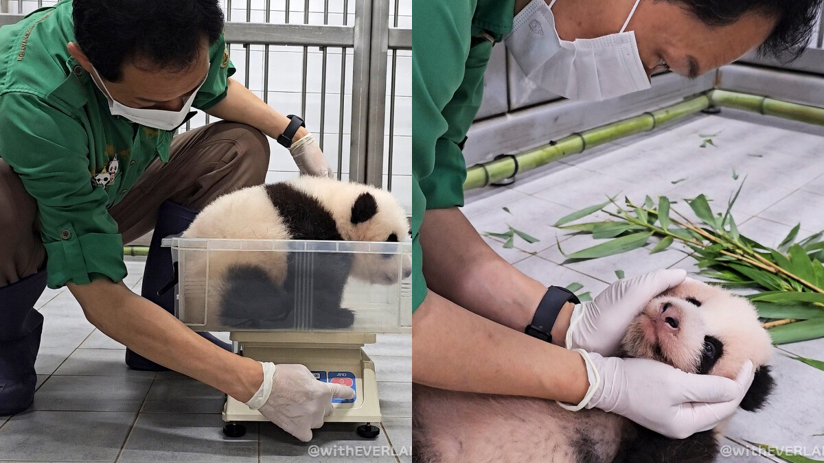 宋爺爺替孫女量體重。