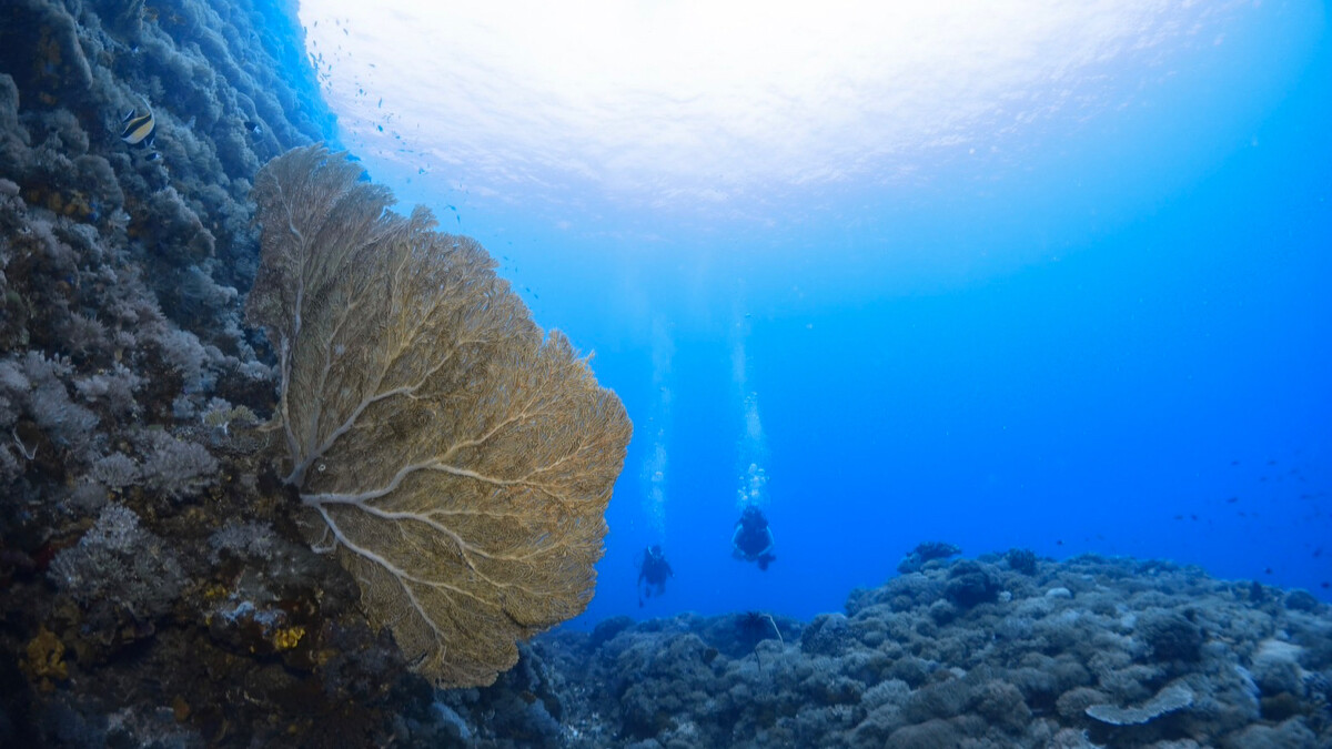 ＠zouzou_greenisland