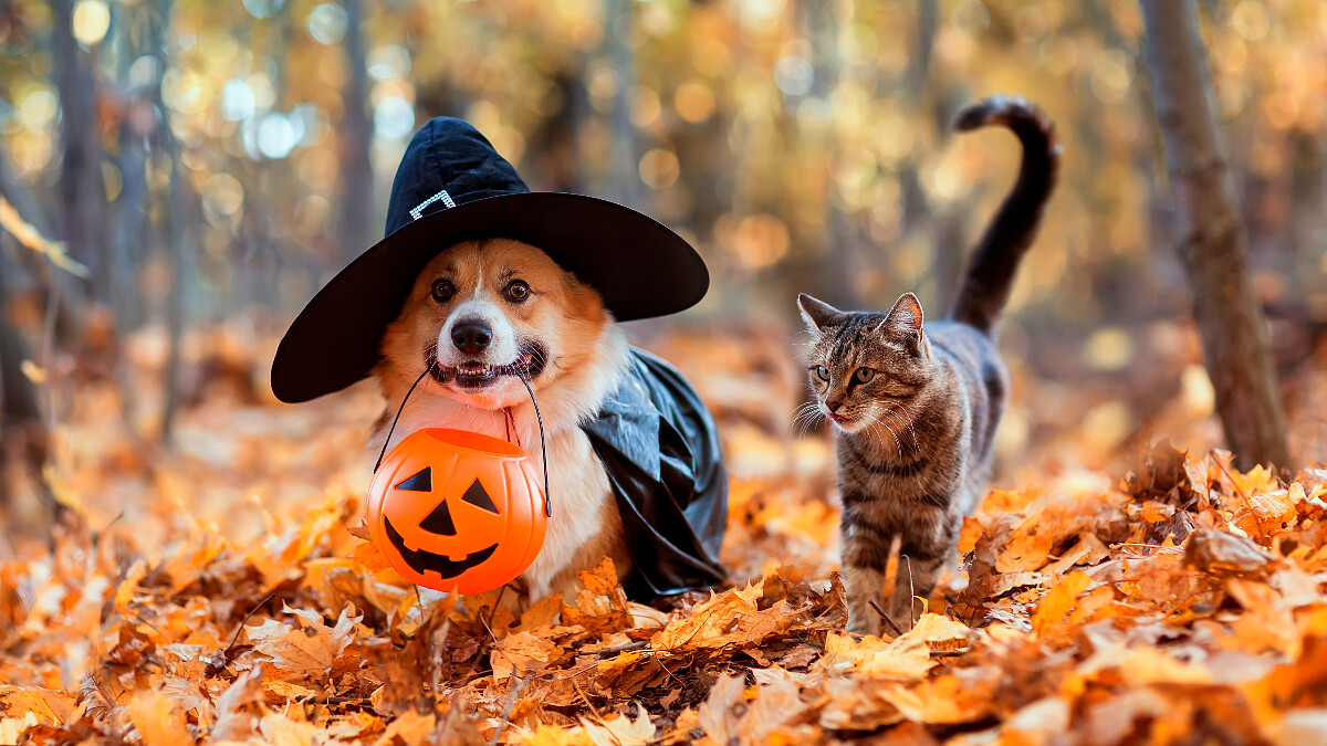 鏟屎官專屬比賽？2023台北寵物用品博覽會11月即將登場，８亮點活動不能錯過！報名要快！