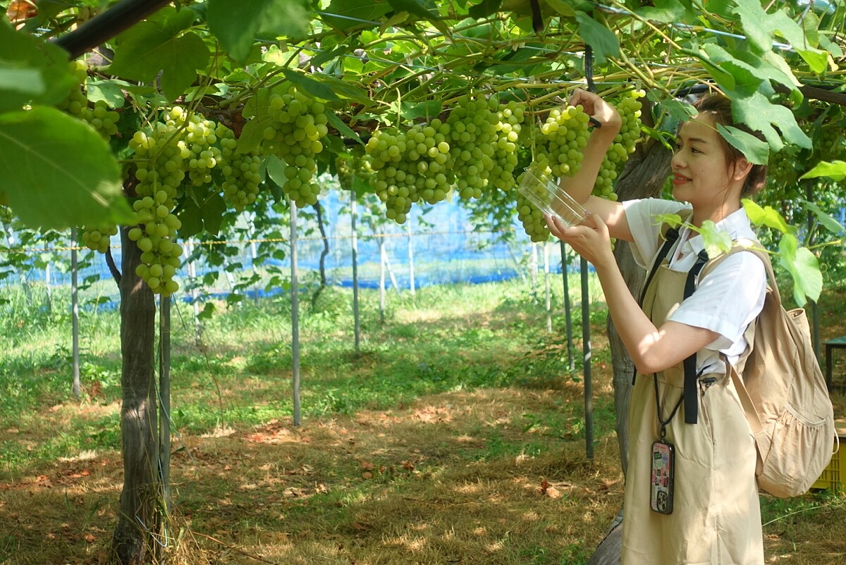 「牧野農業公園」的觀光果園區。