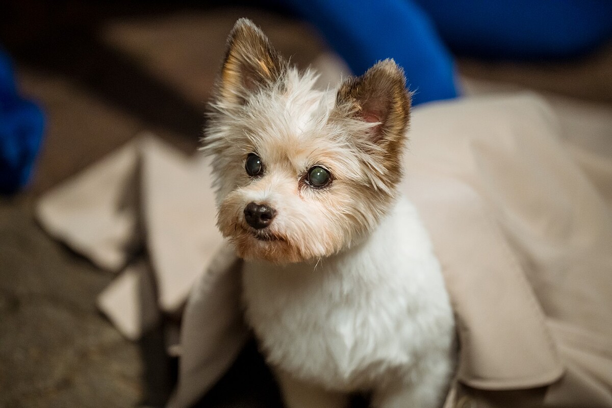 海娜亂吻之後，首次變身可愛狗狗