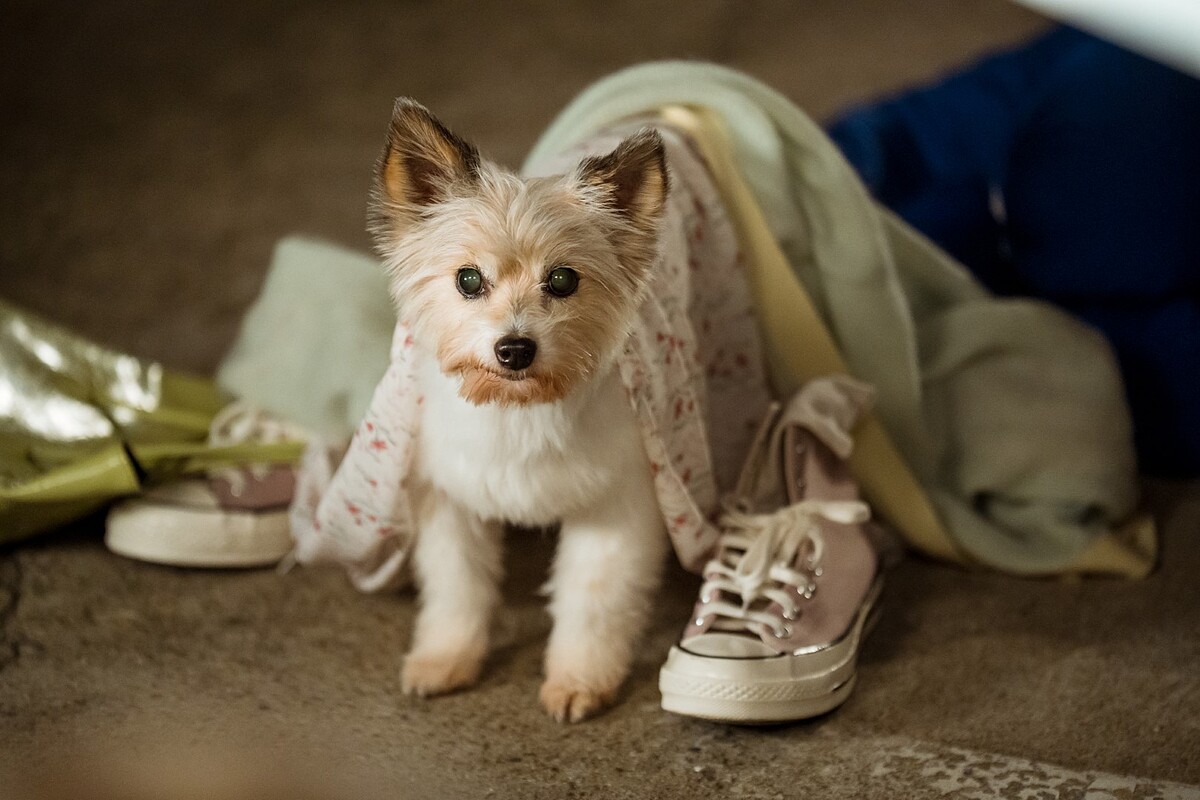 狗明星搭配電腦動畫，韓劇CG動畫愈來愈強
