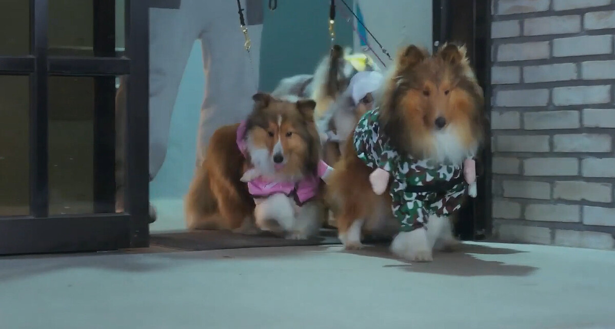 鄰居狗狗串門子