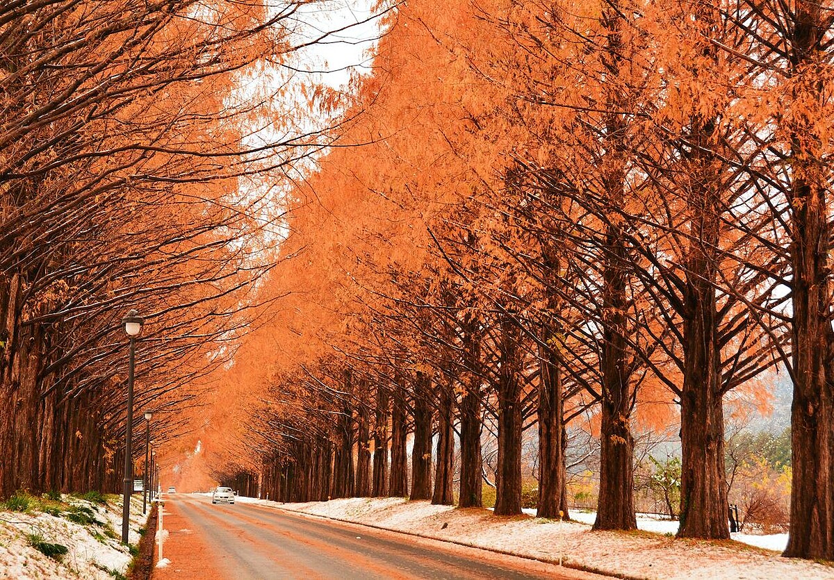 水衫林蔭大道。