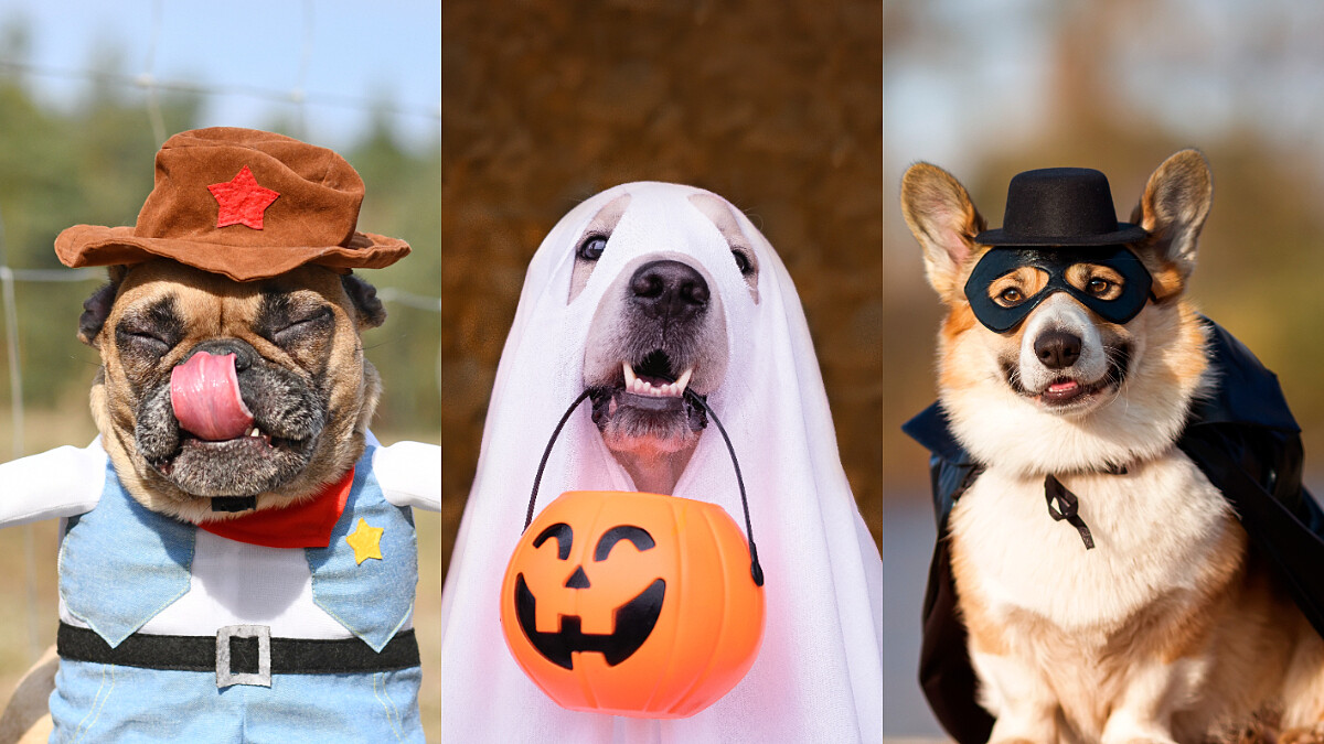 10個超可愛的萬聖節寵物裝扮，不給罐罐就搗蛋！是時候讓家中的貓貓狗狗變身了！