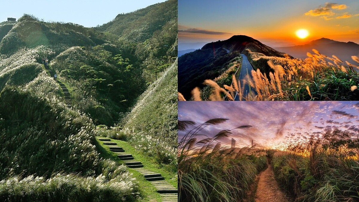 2024全台芒草景點整理！7大秋季限定「銀白海浪」盛開，夢幻花海超療癒