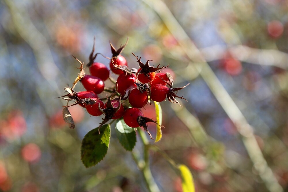 紐西蘭Trilogy採用來自有「天空王國」美譽賴索托所產出的優質野生有機玫瑰果。