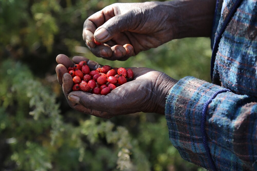 Trilogy以人工採摘、揀選的方式保留完整玫瑰果粒。