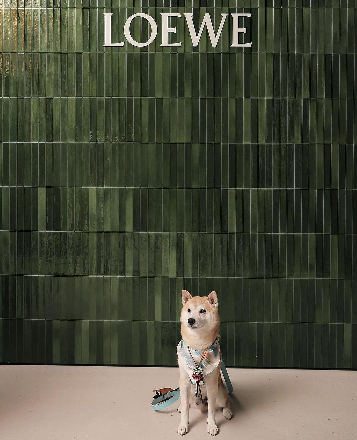 北野武與他的寵物Gonzo。