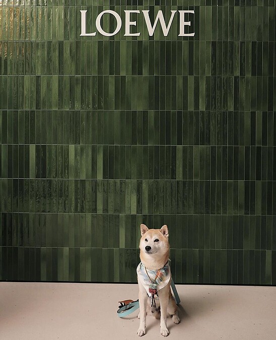 北野武與他的寵物Gonzo。