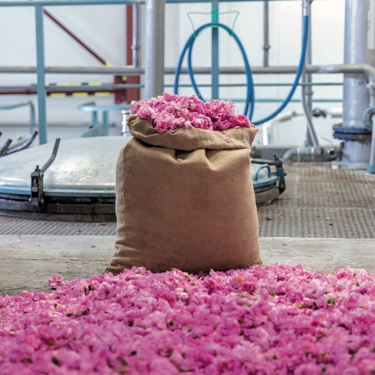 MATIERE PREMIERE Radical Rose百葉薔薇淡香精的核心成份摘採自調香師親自種植的有機莊園(圖片提供10X)。