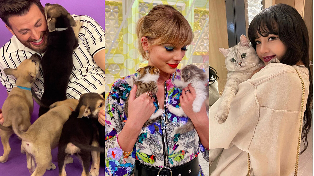 【玩咖初體驗】寵物溝通是騙人的嗎？飼主＆毛孩間真的有「粉紅熱線」？10個QA分享不藏私