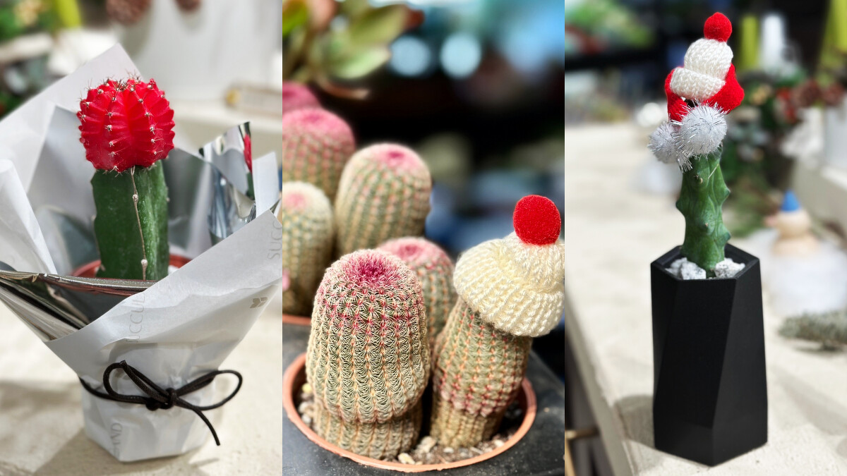 左到右分別是：緋牡丹仙人掌、紫太陽、玉乳柱